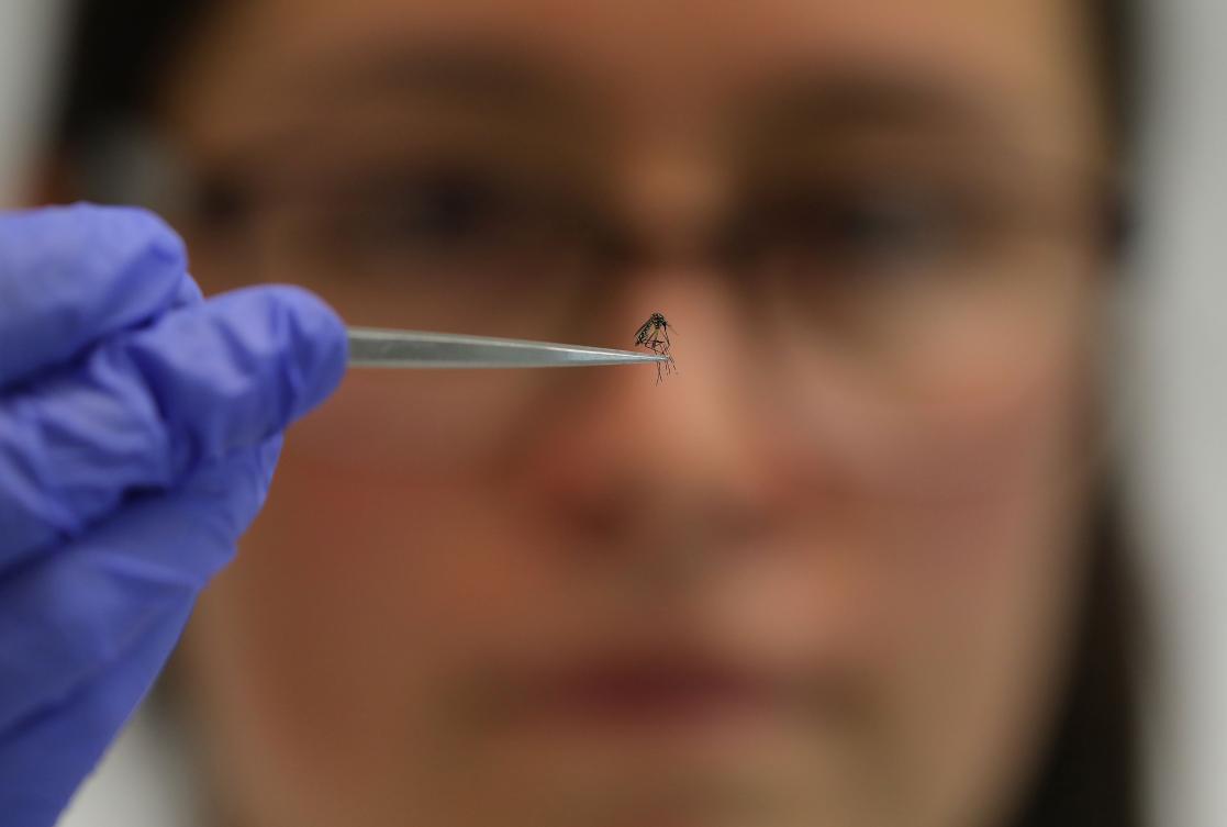 Scientists are now making progress in deciphering the complex chemical cocktail that makes particular people more enticing to mosquitoes. (AFP)