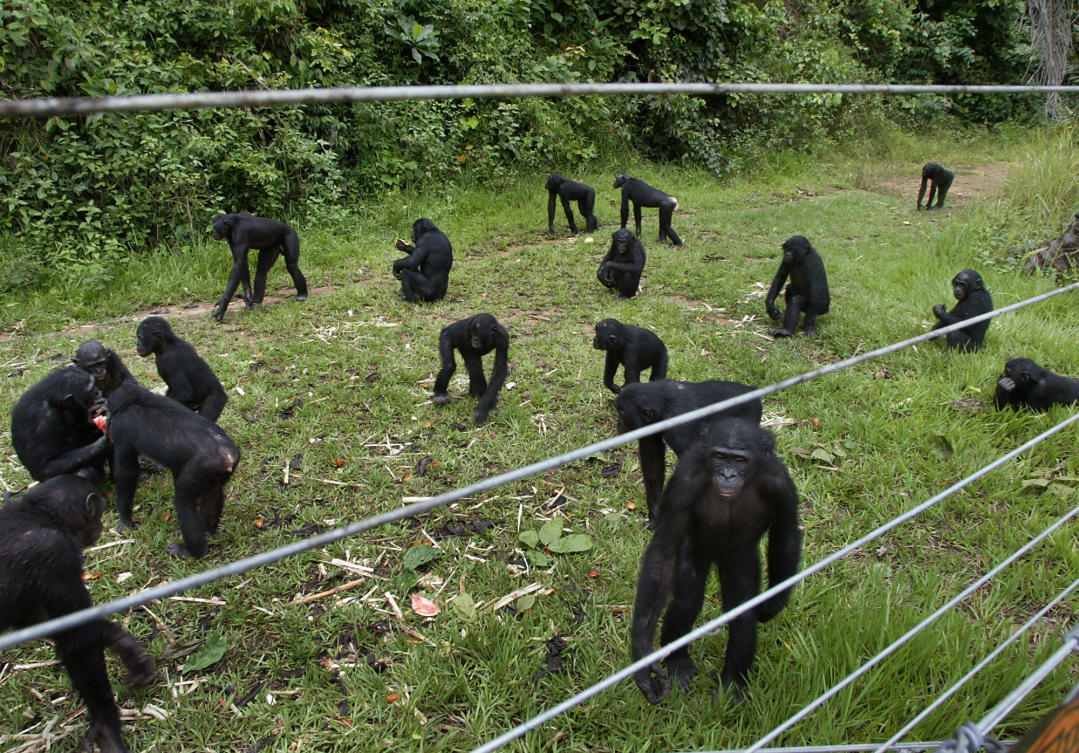 A group of Bonobo stand around behind an electric fence at the Lola Ya Bonobo Sanctuary outside of Kinshasa, Democratic Republic of Congo on April 30, 2005. (AP)