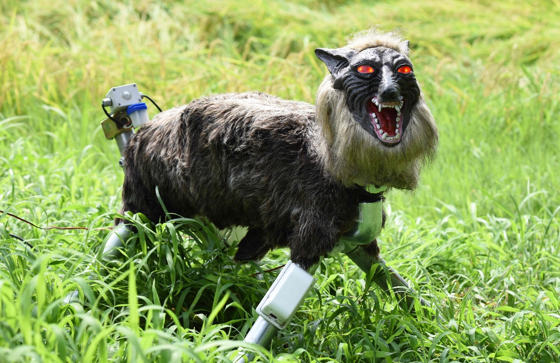 A wolf-like robot "Super Monster Wolf" stands beside a rice field to drive away wild animals that cause damage to crops in Kisarazu, Japan. (AFP)