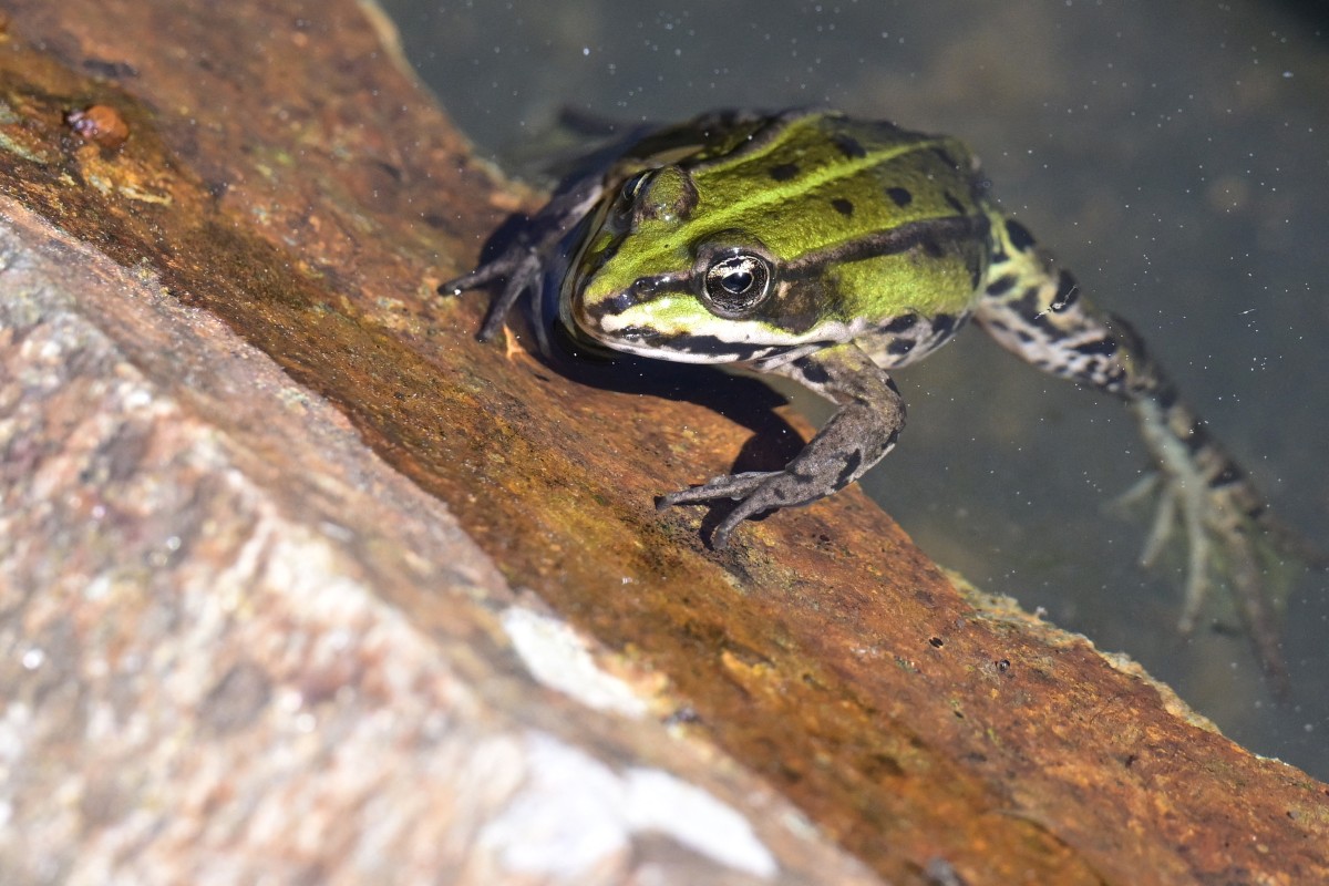 A frog (Pelophylax kl. esculentus) basks in the sun on a stone at the edge of a pond in Hédé-Bazouges, western France. (AFP)