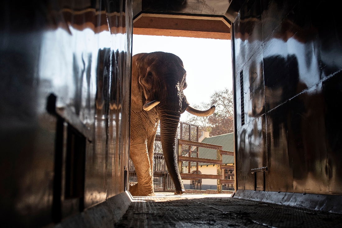 Charley, an ageing four-ton African elephant, is trained to enter a transport container, at the Pretoria, South Africa's, National Zoological Gardens. (AP)