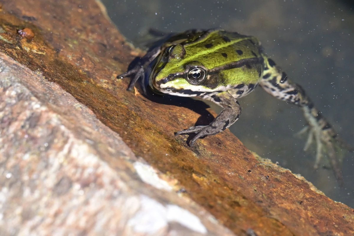 A frog (Pelophylax kl. esculentus) basks in the sun on a stone at the edge of a pond in Hédé-Bazouges, western France. (AFP)