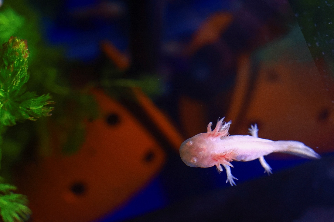 A critically endangered axolotl (Ambystoma mexicanum) at an axolotl sanctuary in Xochimilco, Mexico. (Reuters)