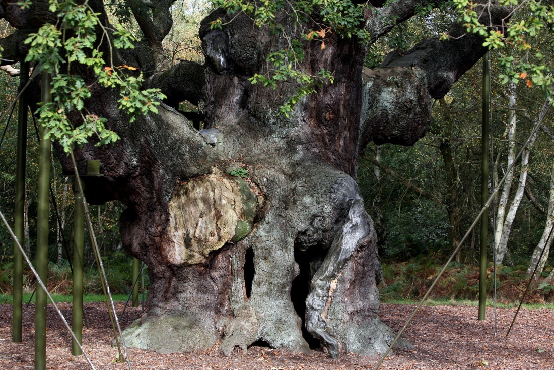 A 1,200-year-old Major Oak tree, where Robin Hood allegedly used as a hide out, stands in Sherwood Forest near Nottinghamshire, England. (AP)