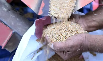 موسم البُر يزدان على مدرجات عسير الجبلية