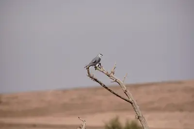 محمية الملك عبدالعزيز توثق أول تعشيش لطائر الحدأة سوداء الجناحين