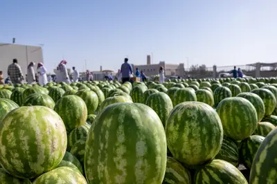 الحبحب يرسم لوحة خضراء في أنحاء القصيم