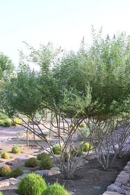 مبادرات التشجير ستُحدث تغييرًا كبيرًا على مناخ المملكة