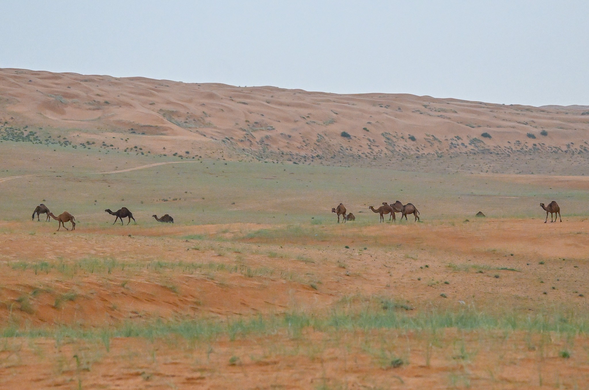 موسم الوسم يفتح باب التحول في أجواء القصيم