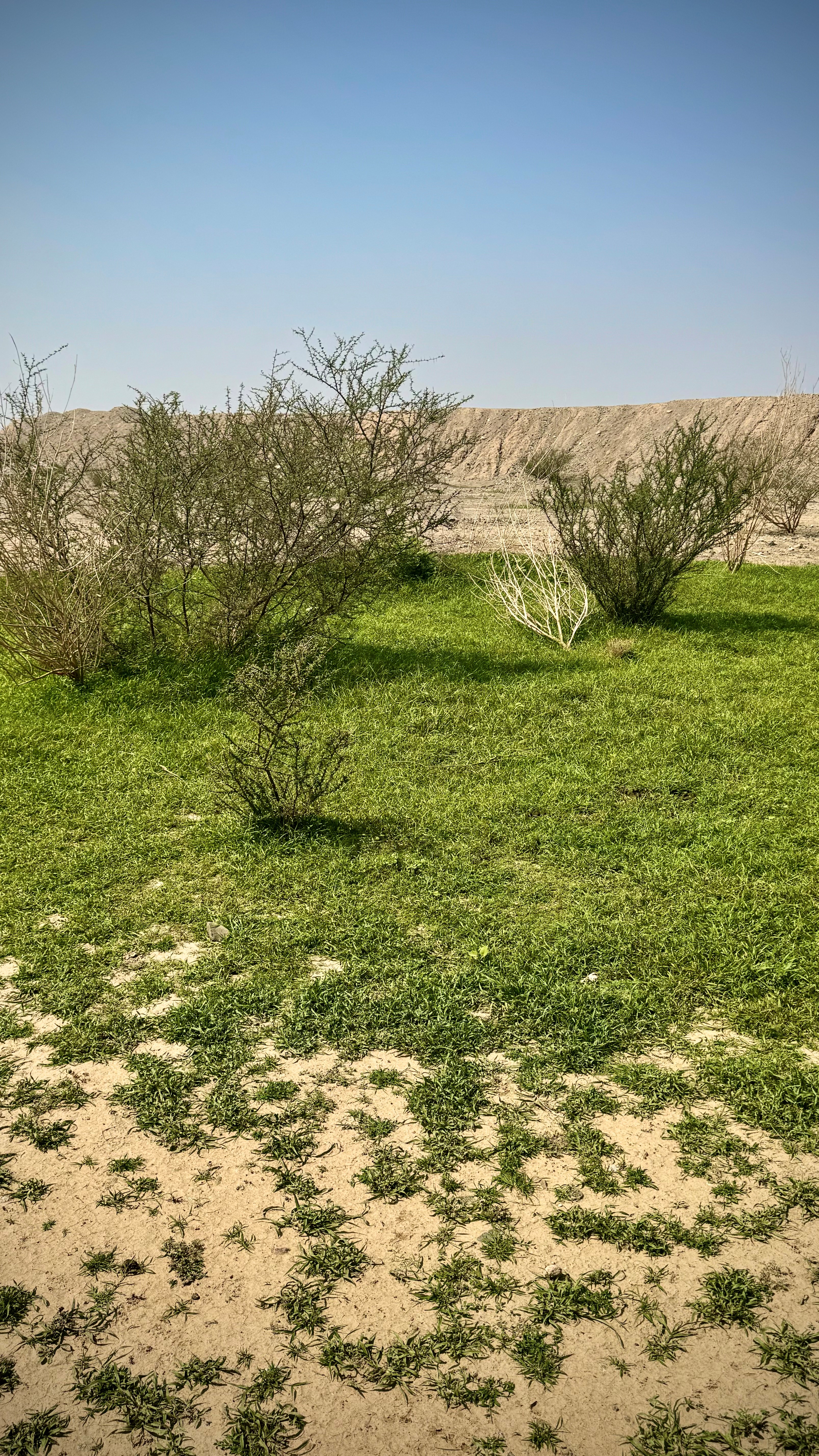 أجواء الوسم تنعش المواقع البرية في مكة وتستقطب المتنزهين