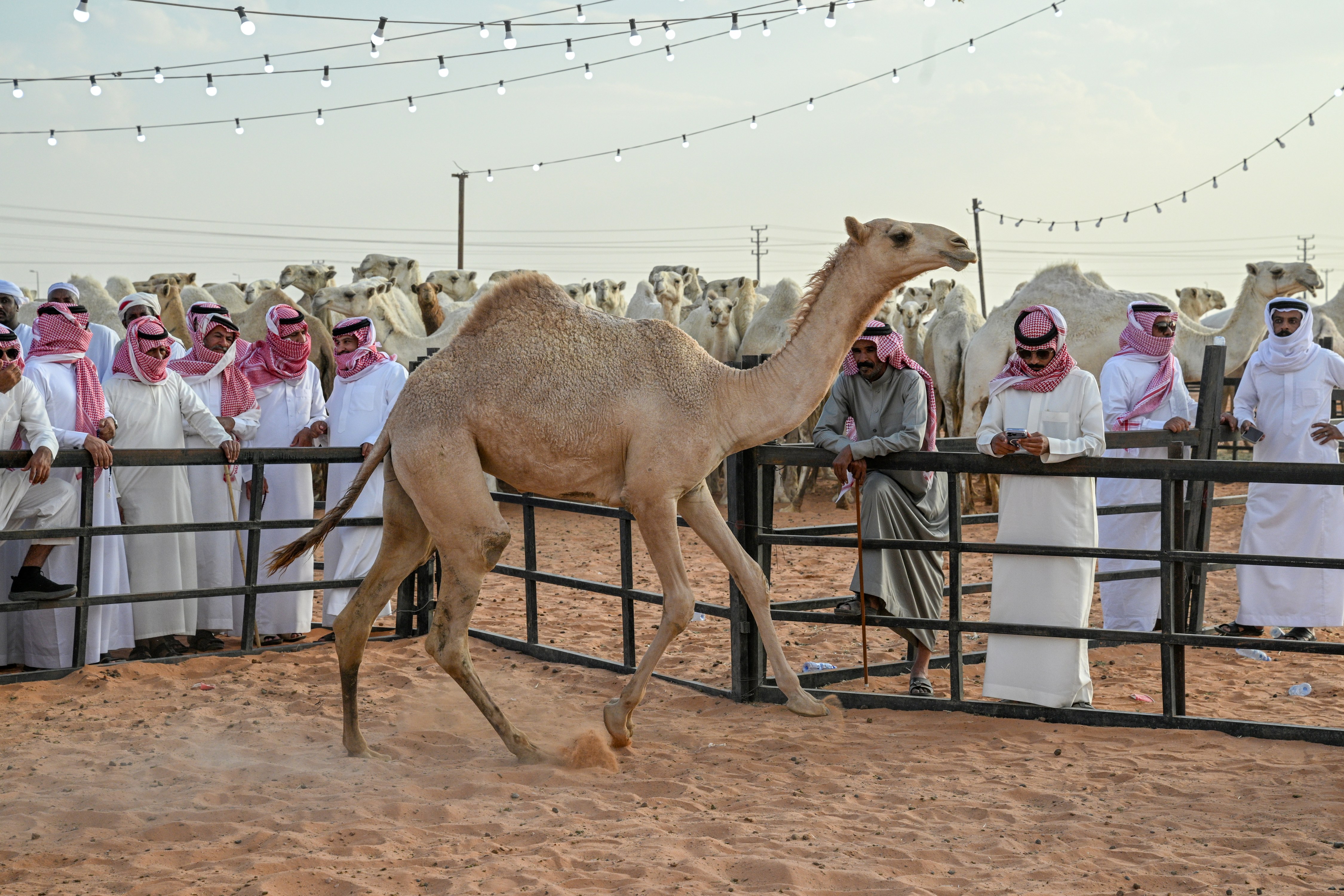 26 مليون ريال مبيعات مزاد حائل للإبل