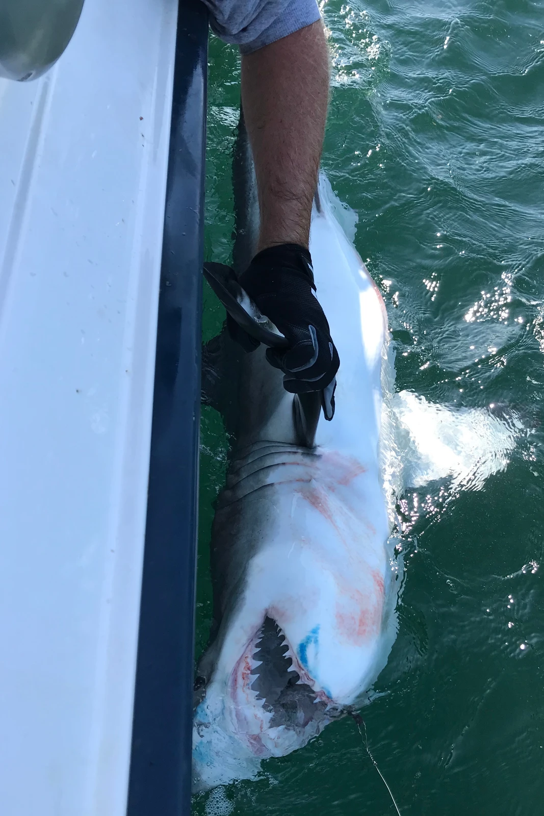 In this photo provided by SOFO Sharks, members of the SOFO Shark research team tag a juvenile white shark in Montauk, N.Y., in Aug., 2020. (SOFO Sharks via AP) CORRECTION: corrects byline to SOFO Sharks instead of Seth Wenig.